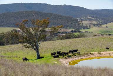 Farm Sold - NSW - Wambool - 2795 - “Bliss Park” Wambool NSW  (Image 2)