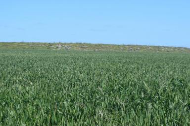 Farm For Sale - VIC - Skipton - 3361 - "Karingal" Premium Mixed Farm in Well Held Area  (Image 2)
