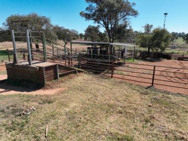 Farm For Sale - NSW - Purlewaugh - 2357 - Productive Purlewaugh Grazing  (Image 2)