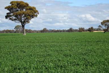 Farm For Sale - WA - Gundaring - 6315 - Strong Country South of Wagin  (Image 2)