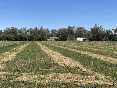 Farm For Sale - NSW - Forbes - 2871 - Almost 3km River Frontage + Irrigation Bore  (Image 2)