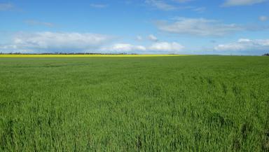 Farm For Sale - WA - Ongerup - 6336 - "Linthorpe" 1,303.43HA (3220AC) APPROXIMATELY  (Image 2)