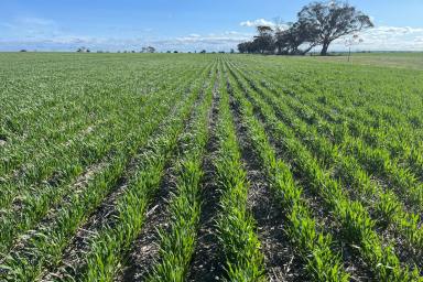 Farm For Sale - WA - Ongerup - 6336 - "Linthorpe" 1,303.43HA (3220AC) APPROXIMATELY  (Image 2)