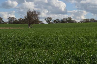 Farm For Sale - NSW - Wallendbeen - 2588 - BLUE RIBBON FARMING AT ITS BEST  (Image 2)