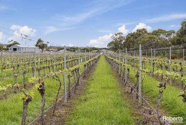 Farm For Sale - TAS - Cranbrook - 7190 - "Melrose" - a vineyard gem in Tasmania's East Coast Wine Region  (Image 2)