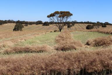 Farm For Sale - SA - Mundulla West - 5270 - Appealing elevated productive crop and graze property. Good rainfall and access  (Image 2)