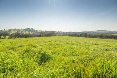Farm For Sale - NSW - Binalong - 2584 - Picturesque Lifestyle Acreage  (Image 2)
