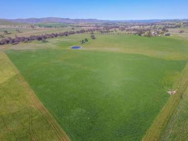 Farm Sold - NSW - Binalong - 2584 - Picturesque Lifestyle Acreage  (Image 2)