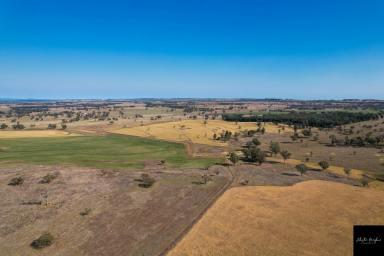 Farm Sold - NSW - Purlewaugh - 2357 - PRODUCTIVE CROPPING AND BEEF PROPERTY IN HIGHLY REGARDED PURLEWAUGH DISTRICT  (Image 2)