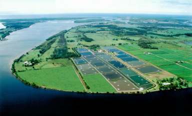 Farm For Sale - NSW - Palmers Island - 2463 - Tru Blu Prawn Farm  (Image 2)