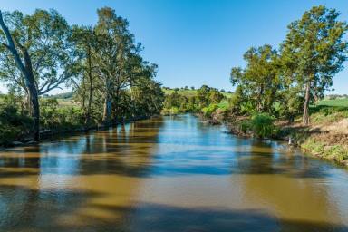 Farm Sold - NSW - Cowra - 2794 - LACHLAN RIVER FRONTAGE, ON THE OUTSKIRTS OF TOWN!  (Image 2)