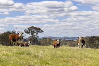 Farm Sold - NSW - Yass - 2582 - Rare Opportunity - Deceased Estate | Auction Reserve - $899,000  (Image 2)