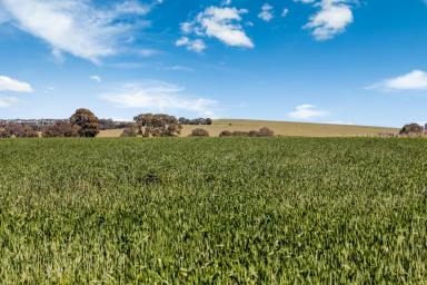 Farm For Sale - VIC - Beaufort - 3373 - "Eurambeen Station" Renowned Western Victorian Holding 2343Ha (5790 acres)*  (Image 2)