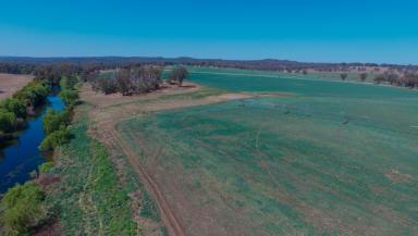 Farm For Sale - NSW - Inverell - 2360 - Irrigation Superb Grazing and Cropping Farm Location  (Image 2)