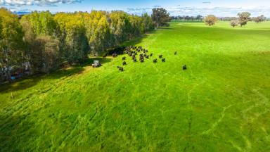 Farm For Sale - VIC - Londrigan - 3678 - Central Location - Grazing, Cropping, Development  (Image 2)