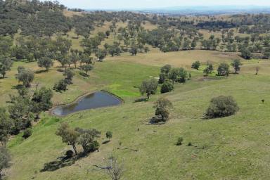 Farm For Sale - NSW - Tamworth - 2340 - Subdivision well in progress - Fertile grazing/breeding property  (Image 2)