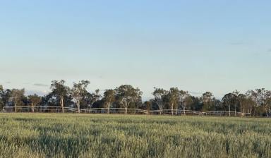 Farm For Sale - QLD - Langley - 4630 - Langview - Irrigation Property  (Image 2)