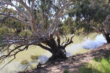 Farm Expressions of Interest - NSW - MENINDEE - 2879 - Darling River Frontage  (Image 2)