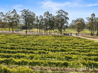 Farm For Sale - NSW - Pokolbin - 2320 - GLAMPING IN HUNTER VALLEY WINE COUNTRY  (Image 2)