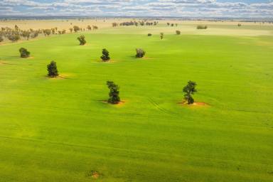Farm Sold - NSW - Urana - 2645 - TWO HIGHLY PRODUCTIVE PROPERTIES | 1702*Acres/ 688.78* Ha  (Image 2)