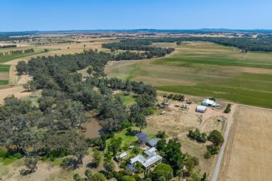 Farm For Sale - NSW - Forbes - 2871 - HIGH PRODUCTION, DEVELOPED LACHLAN RIVER & BORE IRRIGATION!  (Image 2)