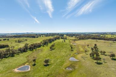 Farm For Sale - NSW - Neville - 2799 - HIGH RAINFALL, ELEVATED TABLELANDS GRAZING COUNTRY!  (Image 2)