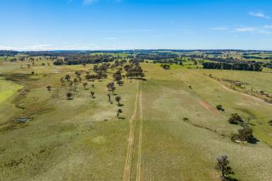 Farm For Sale - NSW - Neville - 2799 - HIGH RAINFALL, ELEVATED TABLELANDS GRAZING COUNTRY!  (Image 2)