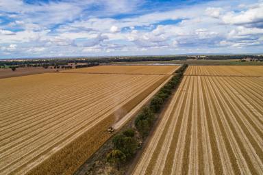 Farm For Sale - NSW - Forbes - 2871 - DROUGHT PROOF IRRIGATION – AS A WHOLE OR PART  (Image 2)