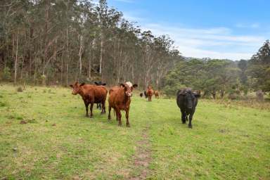 Farm For Sale - NSW - Putty - 2330 - "Brookside" - A slice of heaven - off the grid lifestyle retreat!  (Image 2)