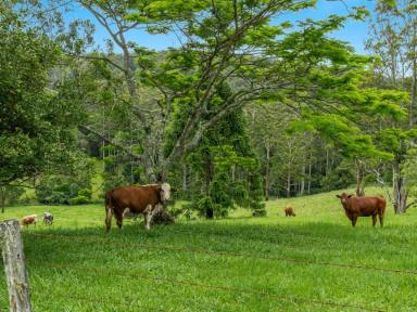 Farm For Sale - NSW - Wadeville - 2474 - Rural Lifestyle Opportunity- Suits Cattle, Horse Lovers!!!  (Image 2)
