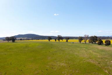 Farm For Sale - NSW - Cowra - 2794 - PRIME CROPPING & GRAZING COUNTRY – Cowra NSW  (Image 2)