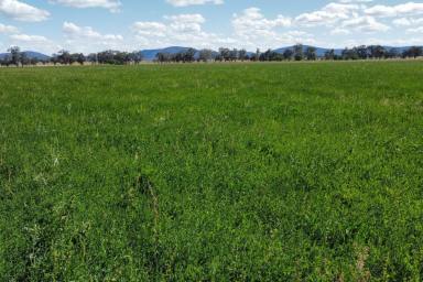 Farm Sold - NSW - Gooloogong - 2805 - RIVER FRONTAGE - PRIME ALLUVIAL LAND - OWNED FOR 83YRS!  (Image 2)