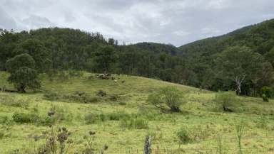 Farm For Sale - NSW - Cooplacurripa - 2424 - 260 Mountain Acres with creek and cabin  (Image 2)