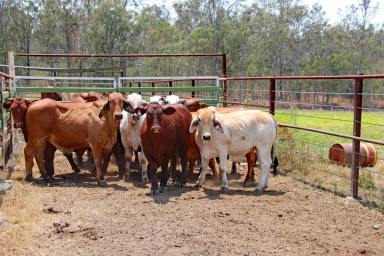 Farm Sold - QLD - Wallaville - 4671 - Low Cost Drought Proof Grazing, Bull Depot  (Image 2)