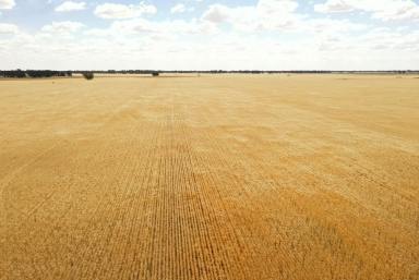 Farm For Sale - NSW - Young - 2594 - Cropping Aggregation  (Image 2)