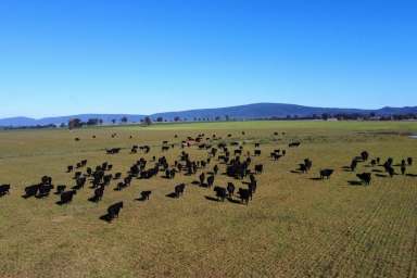 Farm For Sale - NSW - Cowra - 2794 - PRIME, ALLUVIAL CREEK FLATS & EXCELLENT INFRASTRUCTURE!  (Image 2)