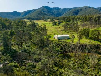 Farm For Sale - NSW - Bemboka - 2550 - BIG BLOCK IN BEMBOKA  (Image 2)