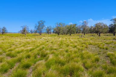 Farm Sold - NSW - Bellimbopinni - 2440 - Prime Agistment Land with Lush Kikuyu Grasses and Town Water Access  (Image 2)