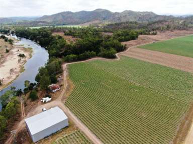 Farm For Sale - QLD - Septimus - 4754 - "Blue Ribbon Pioneer River Farm"  (Image 2)