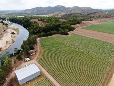 Farm For Sale - QLD - Septimus - 4754 - "Blue Ribbon Pioneer River Farm"  (Image 2)