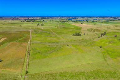 Farm For Sale - NSW - Bellimbopinni - 2440 - Prime Farming Land with Sweeping Views  (Image 2)