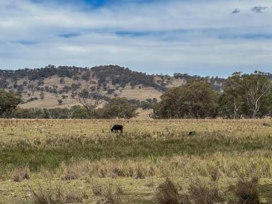 Farm For Sale - NSW - Willow Tree - 2339 - Liverpool Ranges Grazing  (Image 2)