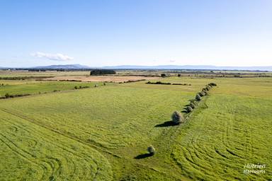 Farm For Sale - TAS - Evandale - 7212 - Mixed Farming Gem: Grazing/Cropping Opportunity on the South Esk River  (Image 2)