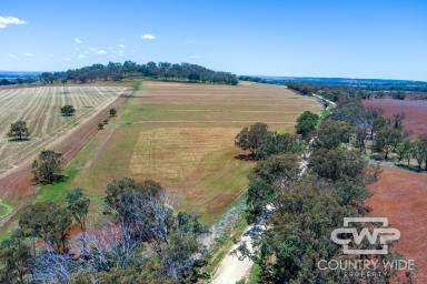 Farm For Sale - NSW - Inverell - 2360 - Picturesque Cattle Farm with Rich Basalt Soils  (Image 2)