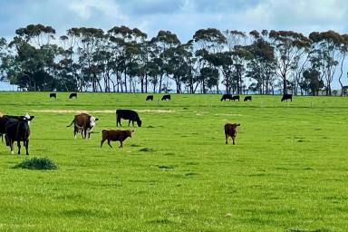 Farm Sold - VIC - Mortlake - 3272 - Affordable Dairy Outpaddock -Lifestyle Opportunity  (Image 2)