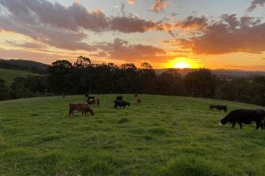 Farm For Sale - NSW - Dungog - 2420 - 'Cherry Tree'  (Image 2)