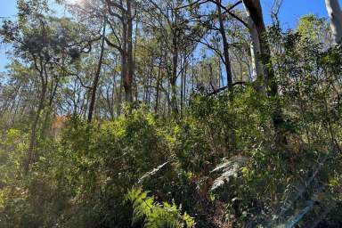 Farm Sold - NSW - Wards River - 2422 - Trees Lots of Trees  (Image 2)