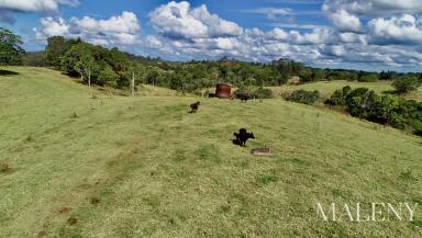 Farm For Sale - QLD - Witta - 4552 - Acreage Magnificence: 2 Titles, Multiple House Sites  (Image 2)