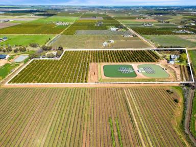 Farm For Sale - NSW - Yoogali - 2680 - Established Cod and Citrus farm showing great returns !  (Image 2)
