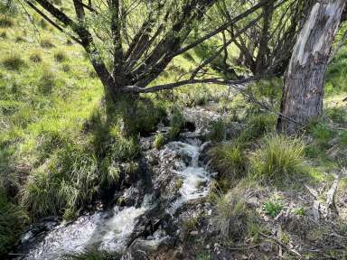 Farm Sold - NSW - Taralga - 2580 - The True Escape, 96.2 Hectares Curraweela.  (Image 2)